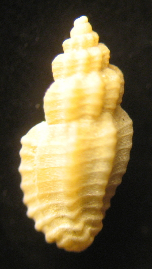 Turridae